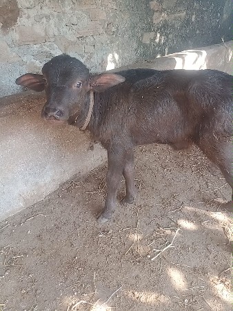 પાડો વેચવાનો સે