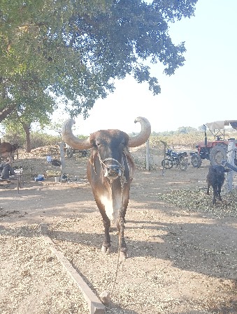 થંબનેલ 3