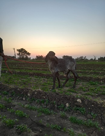 थंबनेल 2