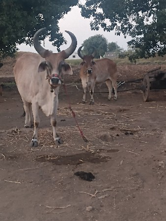 થંબનેલ 2