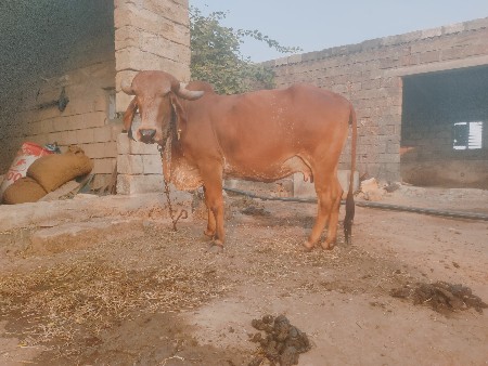 ગાય વેચવાની સે
