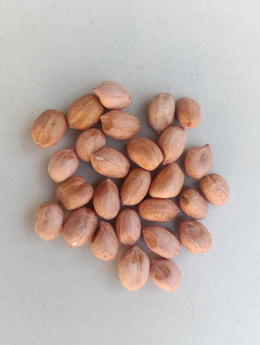 GG-૩૫ મગફળી સોરઠ ગોલ્ડ