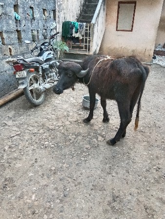 પાદિ વેચવાની છે