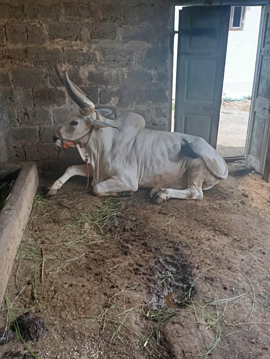 થંબનેલ 2