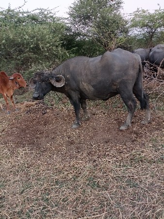 थंबनेल 2