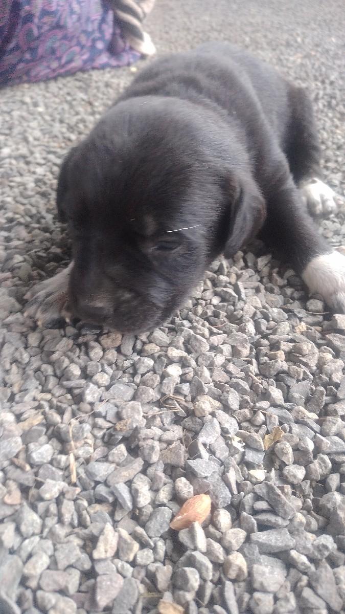 લેબ્રાડોર 4 ફિમેલ આપવાની છે