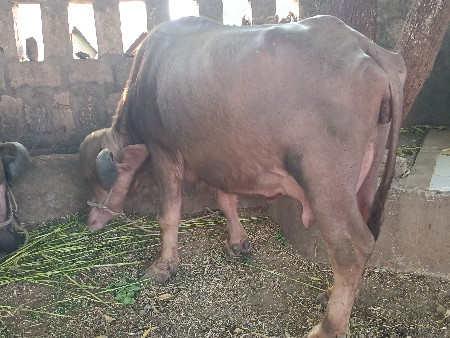 વેચવાની છે