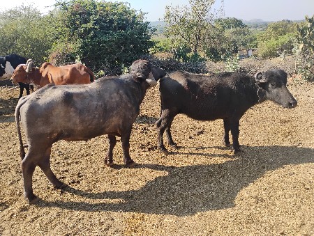 थंबनेल 2