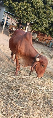 ગાય વેચવાની છે