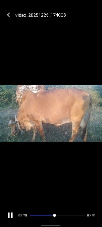 વાછડી વેચવચની