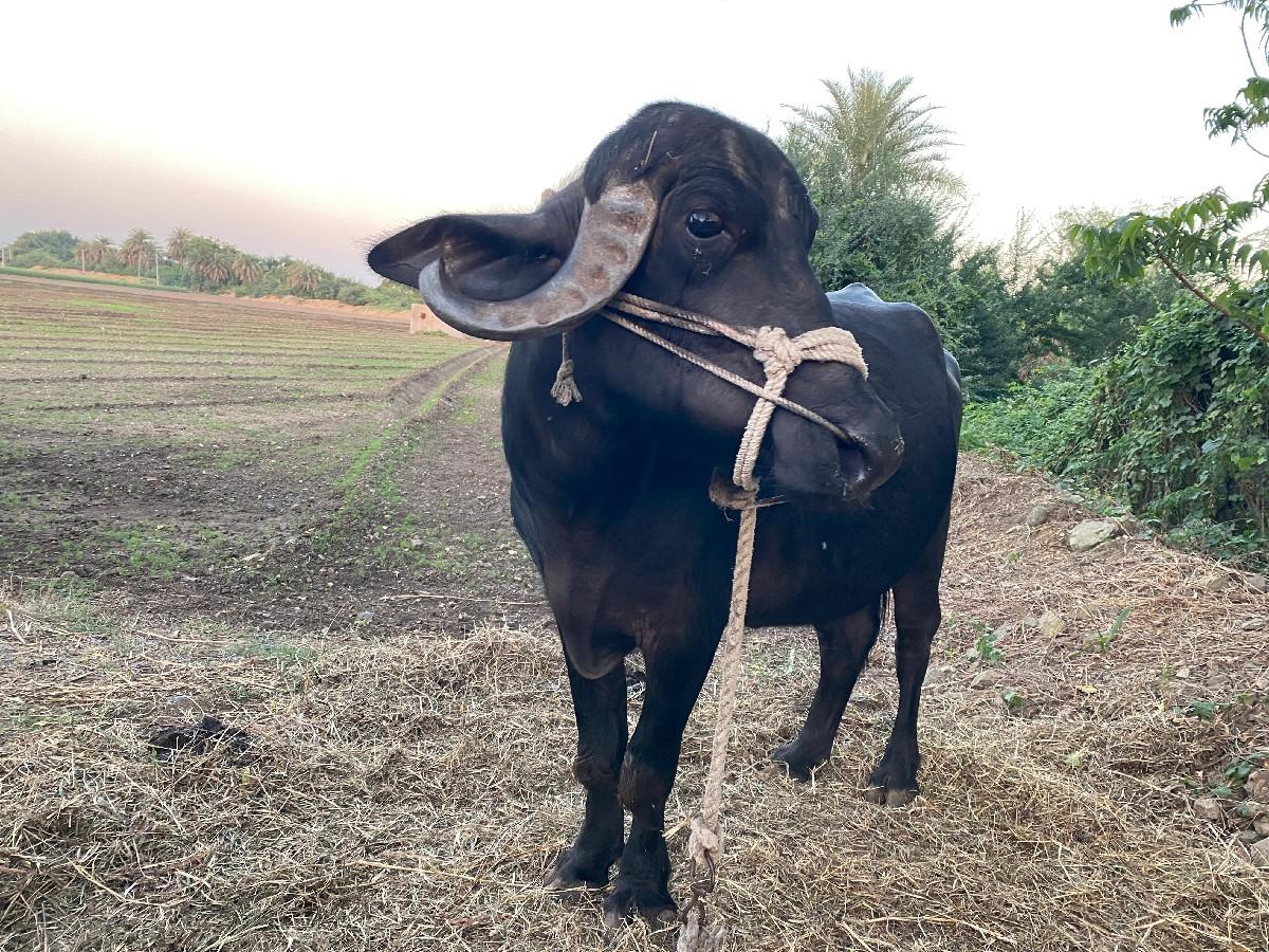 थंबनेल 2