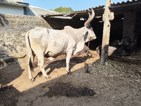 5 મી ધર આવે