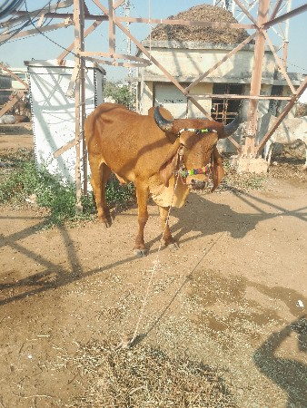 શિવ સહિત