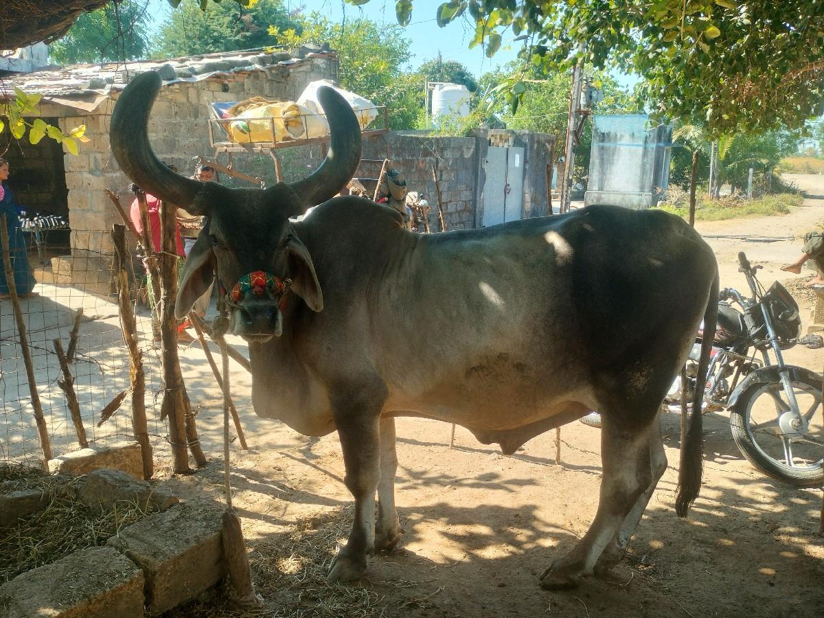 થંબનેલ 2