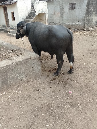 પાડો વેચવા નુછે