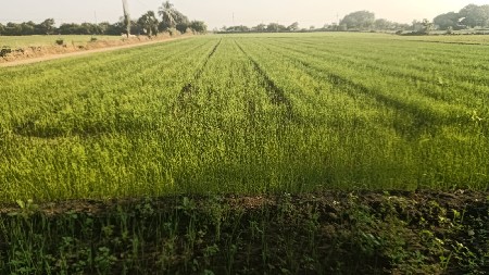 ડુગરી નો રોપ વેચવા નો છે