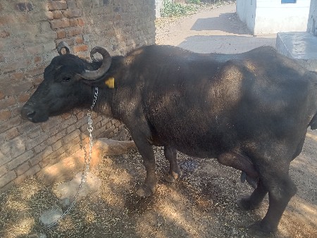 ભેંસ વેચવાની છે