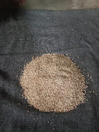 જુવાર વેચવાની છે ખાતરી બંધ