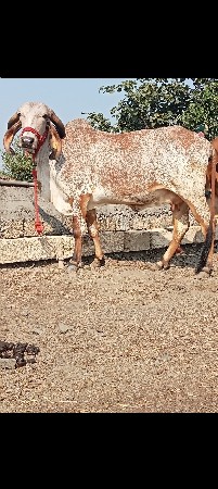 थंबनेल 3