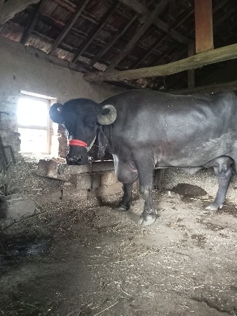 બિજુ વેતર ગાભણ ખડેળી વેચવાની સે