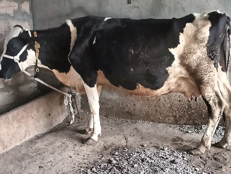 ગાય વેચવાની છે