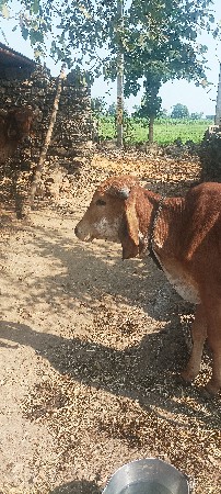 વેચવાનો છે