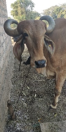 थंबनेल 2