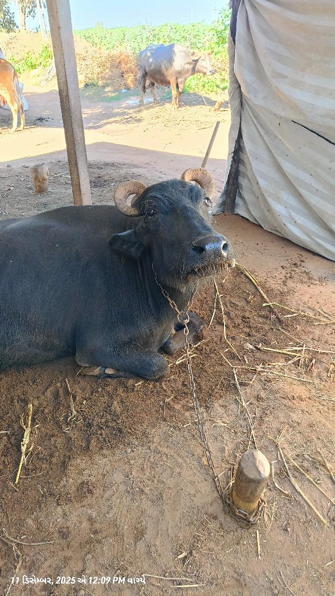 થંબનેલ 3