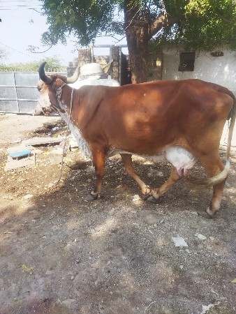 ગાય વૅસવાની