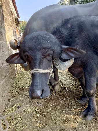 थंबनेल 2