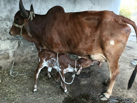 ગાય  વેચવાની સે