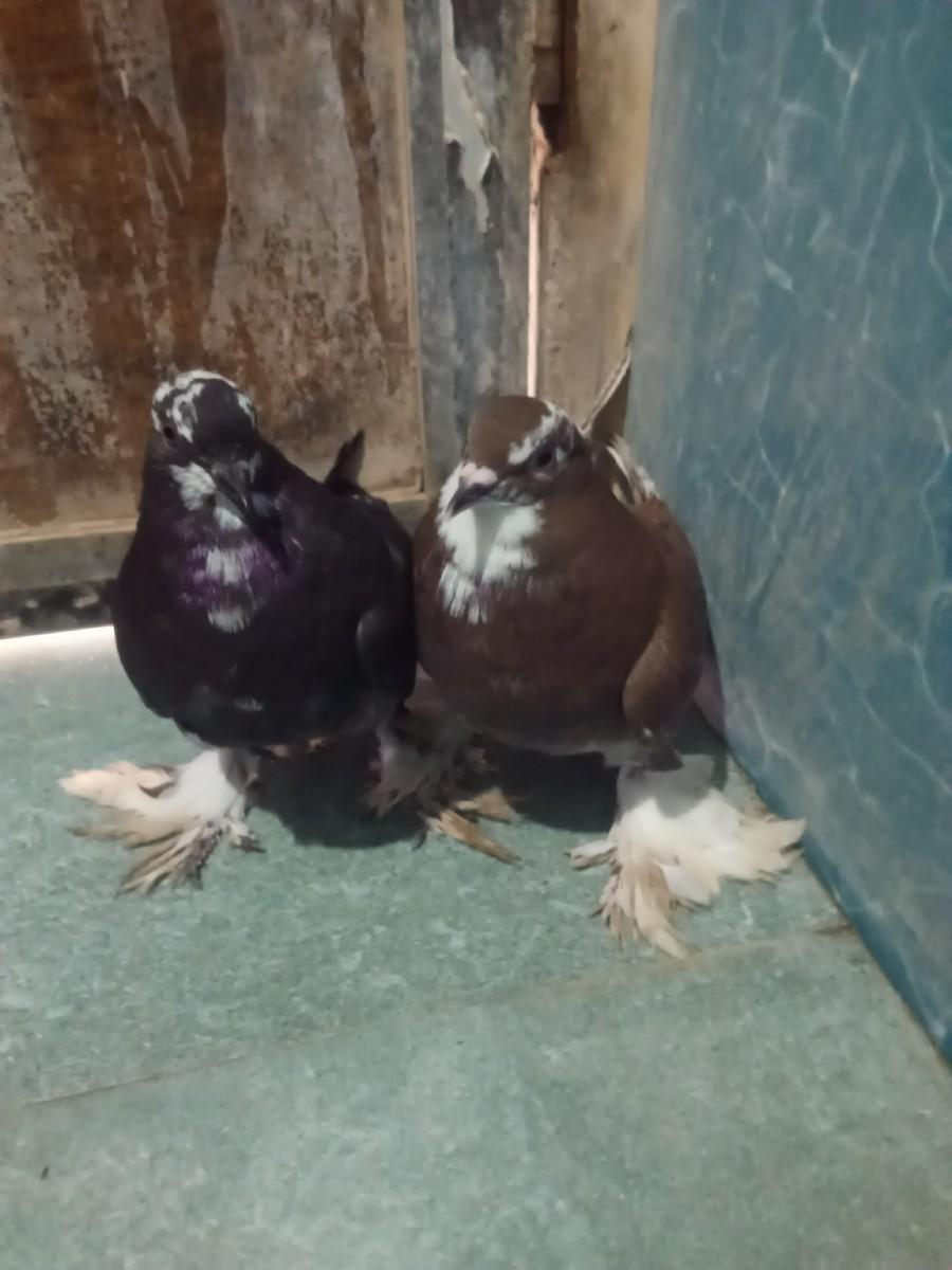 થંબનેલ 3