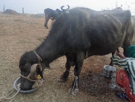 ભેસ વેસવાની છે