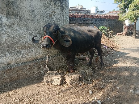 ભેંસ વેચવાની છે