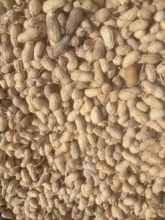 મગફળી નુ બીયારણ 22નં કોરી