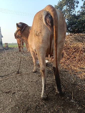 થંબનેલ 2