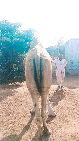 थंबनेल 3