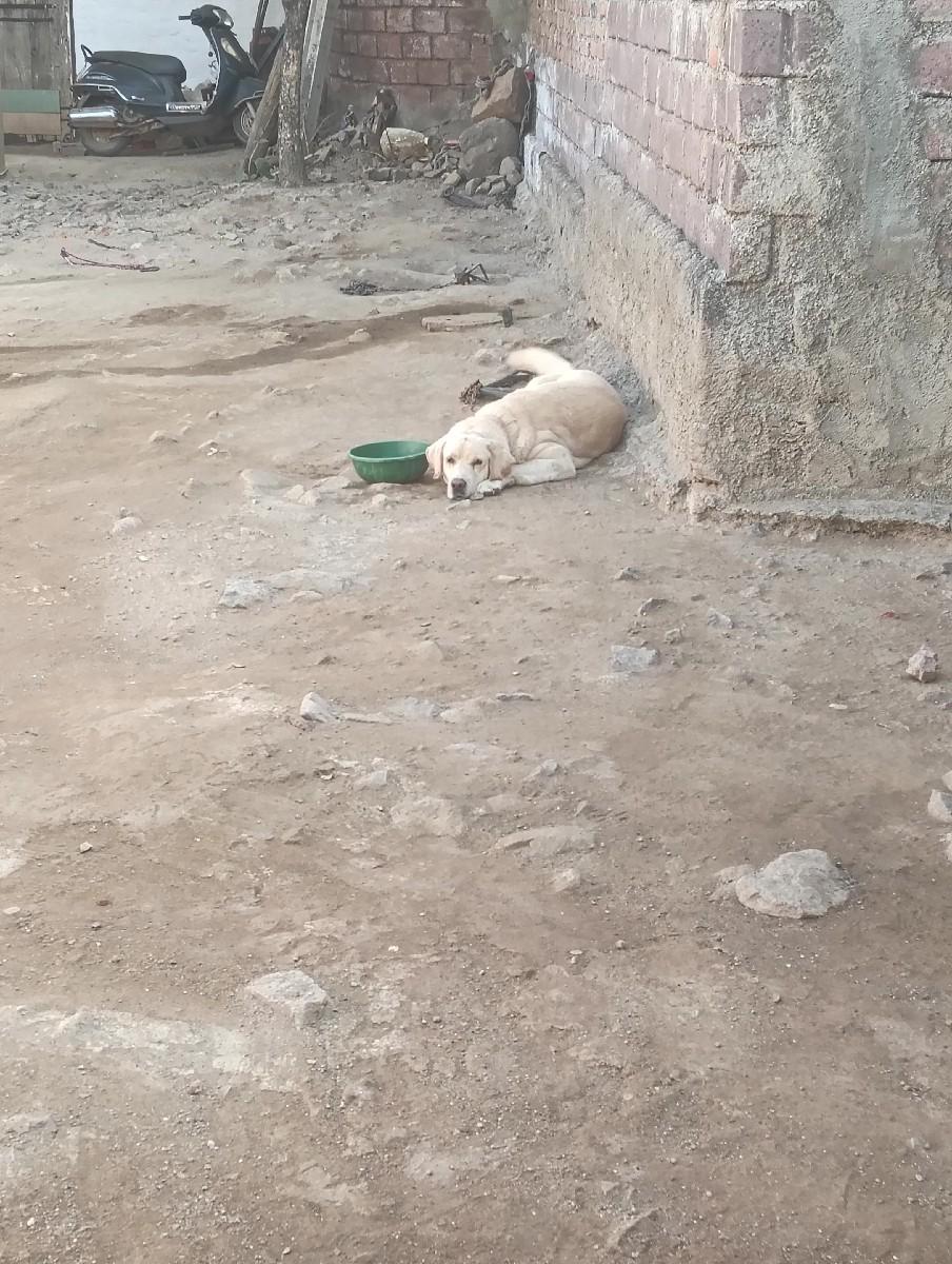 આ લેબ વેચવા માટે છે