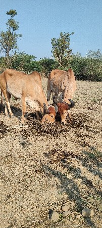 થંબનેલ 2