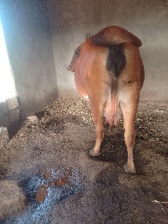 જર્સી ગાયવેશવાનીછે