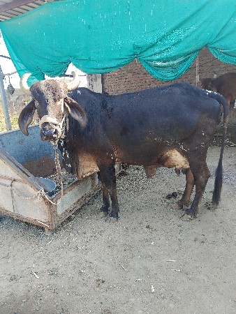 થંબનેલ 3