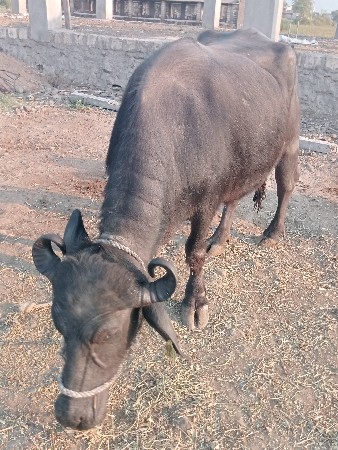 ભેંસ વેચવાની છે