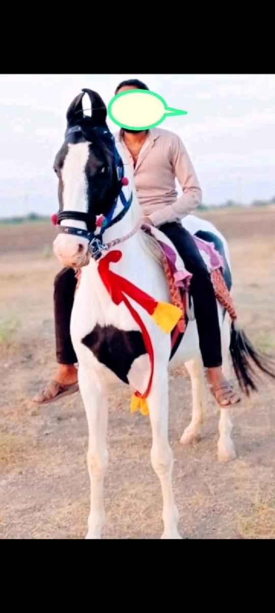 थंबनेल 3