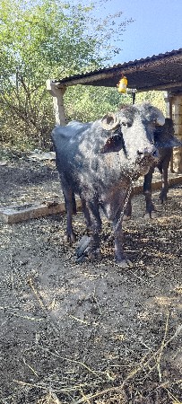 ભેંસ દેવાની છે