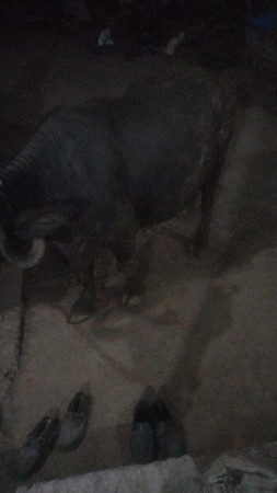 ભેંશ બેસવાની સે બીજું વેતર