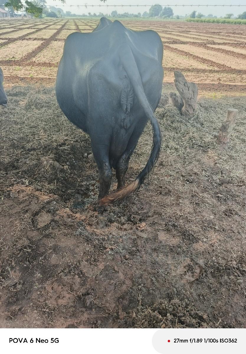 થંબનેલ 2