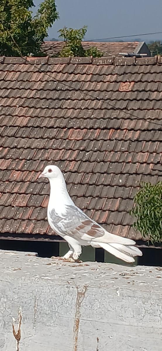 કબૂતર વેચવાના છે