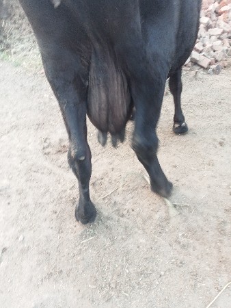 थंबनेल 3