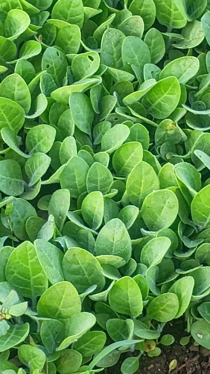 थंबनेल 2