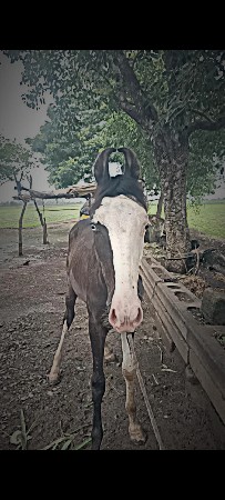 ઘોડો વેચવાનો છે